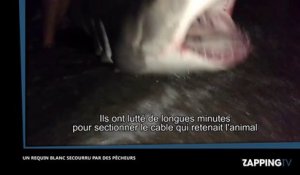 Des pêcheurs sauvent un requin blanc pris dans leur filet (Vidéo)