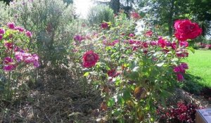 VIDEO. Poitiers : flower power au jardin la Roseraie