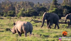 Cet éléphant en colère va montrer au rhinocéros qui est le chef