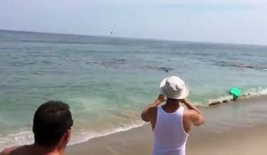 Un requin a dévoré un phoque à quelques mètres de deux apprentis surfeurs : «J'ai vu mon pote nager pour sa vie»