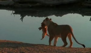 Quand une lionne apprend à son bébé à se tenir éloigné de l'eau... Moment magique