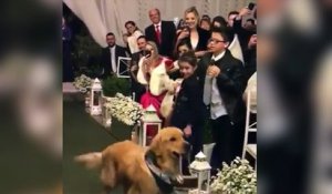 Un chien emmène les alliances pendant le mariage de ses propriétaires !