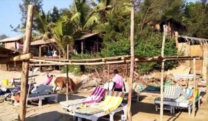 2 taureaux combattent au milieu des touristes sur la plage à Goa en Inde ! Panique !