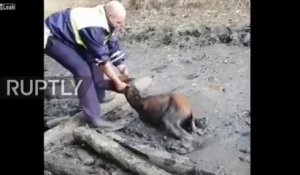 Sauvetage d'un bébé cheval prisonnier d'une flaque de boue en Russie !