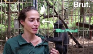 Tel Aviv : un macaque adopte un poulet (au lieu de le manger)