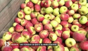 Cueillette de pommes : les saisonniers manquent à l'appel