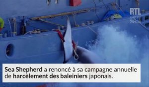 Sea Shepherd renonce à sa traque annuelle des baleiniers japonais