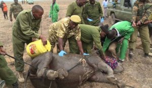 Kenya: opération encochage d'oreilles pour les rhinocéros