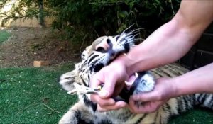 Dentiste pour tigre, un métier pas facile tout les jours...