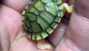 Cette petite tortue est trop mignonne...