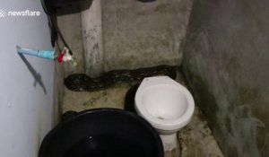 Evacuation d'un serpent Python de 4 mètres dans les toilettes !!!
