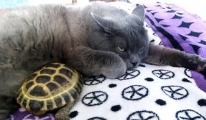 Une tortue adore faire des câlins à un chat !