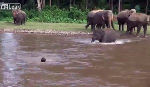 Cet éléphant traverse la rivière pour sauver un homme !