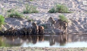 Il capture le moment unique où 20 lions vont se désaltérer à l'unisson