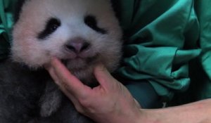 Le bébé panda de Tokyo fête ses 3 mois