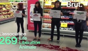 269 Life Libération Animale : qui sont les ultras de la protection animale ?
