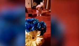 Ce chien est terrifié par un bouquet de fleurs !