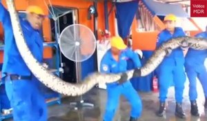 Voici le plus grand serpent du monde capturé en Malaisie