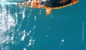 Des jets ski sous-marins incroyables : entre le requin et le jet!