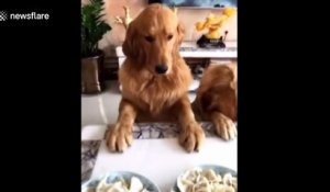 Ce chien ne mange pas s'il ne s'incline pas au début du repas en chine !