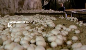 A fond sur le champignon - Dimanche 24 septembre 2017 sur France 5