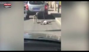 Un homme attache ses chiens à sa voiture, la vidéo qui fait scandale