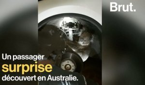 Un koala coincé dans la roue d'une voiture