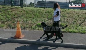 Les chiens guides d’aveugles à l’école de Coubert