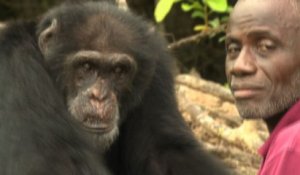 Côte d'Ivoire: Ponso, dernier survivant de l'île aux chimpanzés