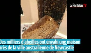 Australie : des milliers d'abeilles envahissent une maison