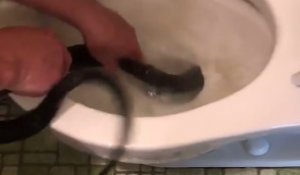 Il aide son voisin en extirpant un énorme serpent des toilettes