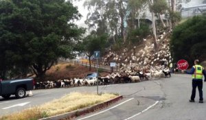 Quand une armée de chèvres traverse la route