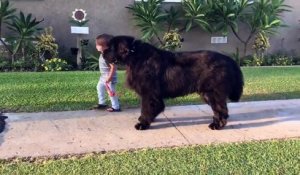 Un petit garçon promène un chien bien plus gros que lui !
