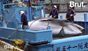 Le Japon n'arrête pas la pêche à la baleine malgré les interdictions