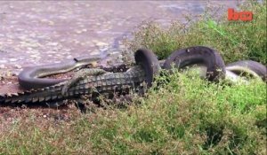 Un anaconda dévore un crocodile après 5h de combat acharné...