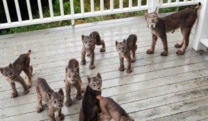 Se faire réveiller par 7 bébés lynx et leur maman qui grattent à la porte
