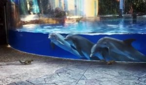 Des dauphins totalement subjugués par des écureuils venus leur rendre visite