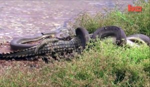Un anaconda dévore un crocodile après 5h de combat acharné..