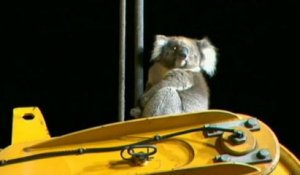 Le sauvetage insolite d'un koala à Adelaïde