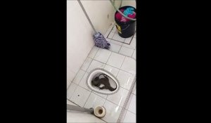 Elle essaie de tirer la chasse sur un lézard géant dans ses toilettes mais il revient!