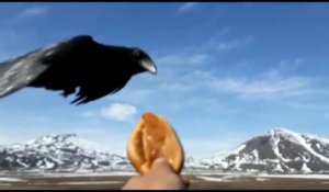Ce chauffeur donne un beignet à un corbeau volant à côté de son camion en marche !
