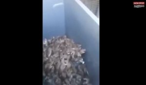 Paris : Les éboueurs filment des dizaines de rats dans une poubelle (vidéo)