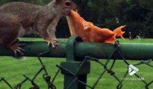 Cet écureuil a volé une part de pizza entière !! Bon app'