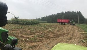 Surprise dans un champ de maïs