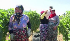 Malgré les obstacles, l'industrie du vin turc refuse de flancher