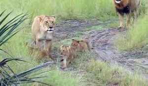 Ces bébés lions qui essaient de rugir comme papa sont adorables