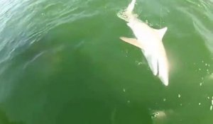 Un mérou géant avale un requin de 4m et n'en fait qu'une bouchée.