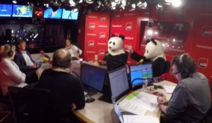 Deux pandas en studio pour libérer Nicolas Hulot !