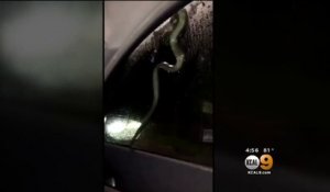 Ce serpent rentre dans une voiture par la vitre de la porte arrière !!