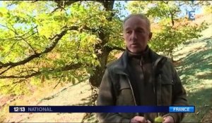 En Ardèche, la récolte catastrophique des châtaignes